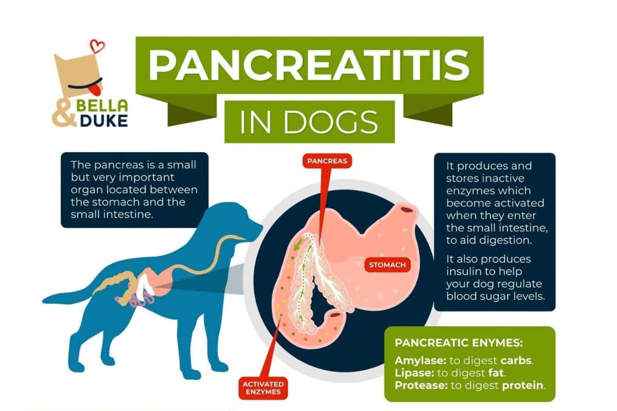 Inflammation in Dogs 5 Antiinflammatory Foods for Dogs Bella & Duke