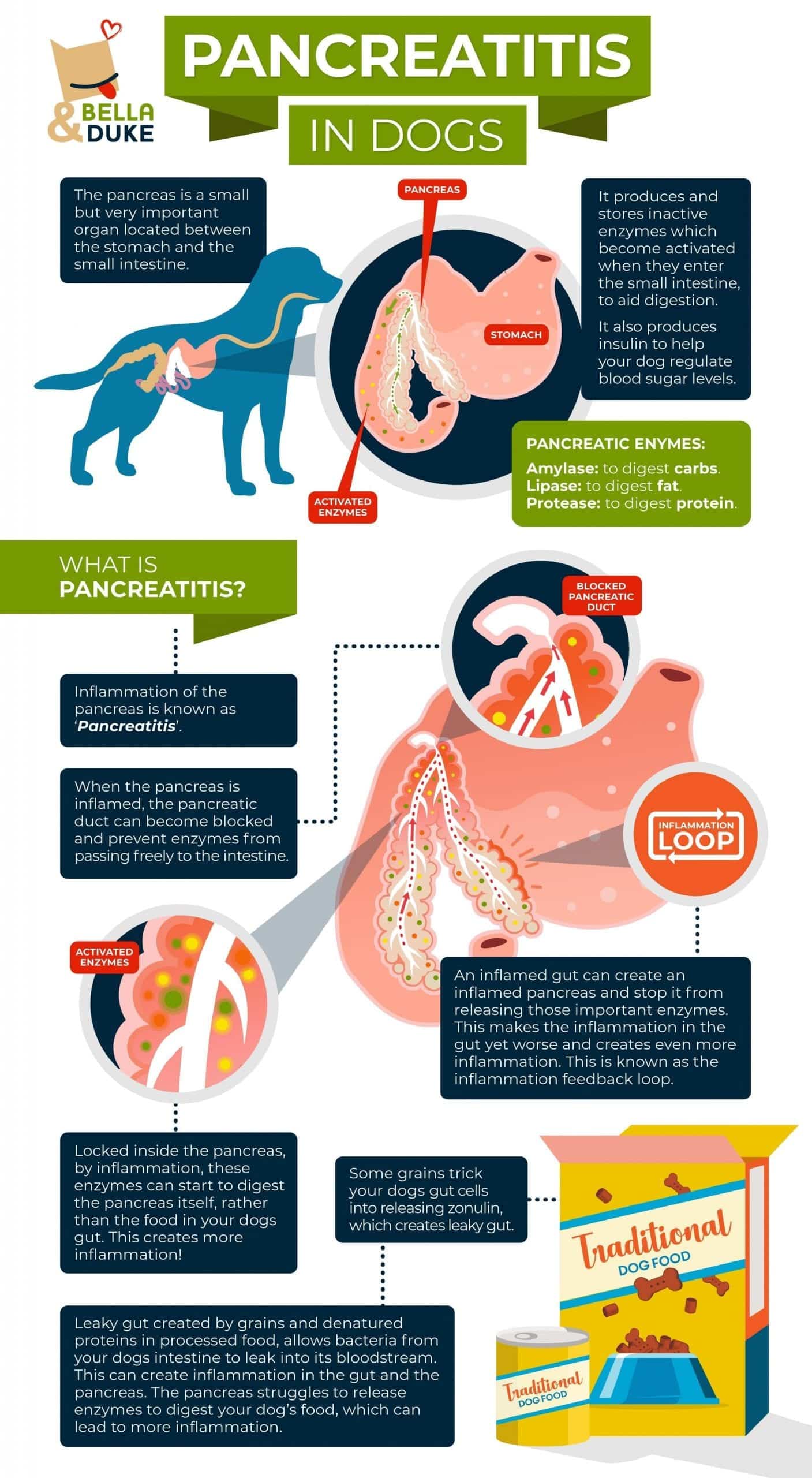 Pancreatitis in dogs a visual summary