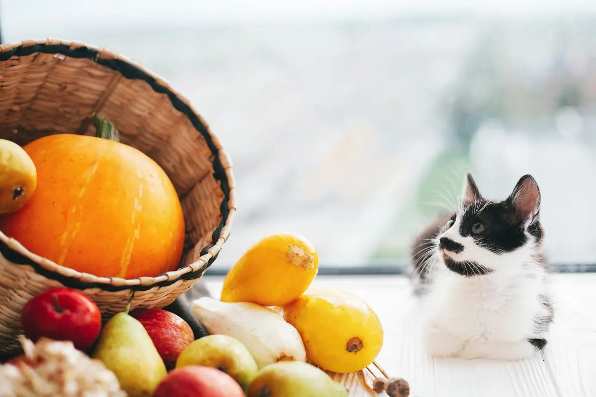 Feeding Pumpkin to Cats: Benefits, Risks, and Expert Tips