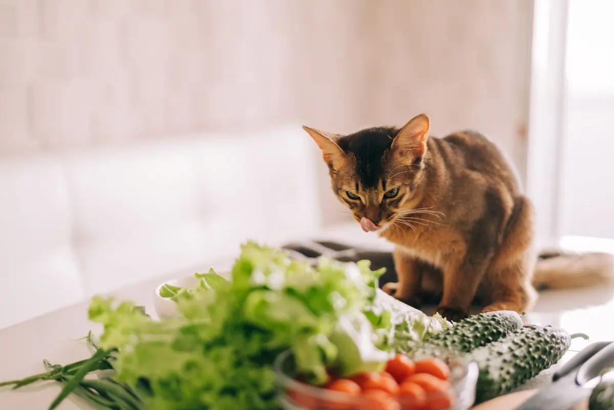 Bella+Duke Can cats eat vegetables?