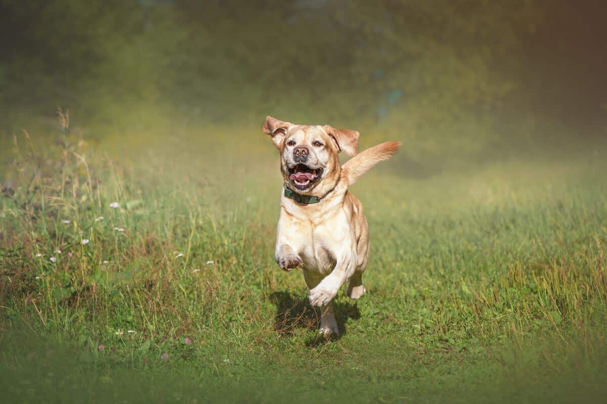 Labrador Owner's Guide What You Need to Know Bella & Duke