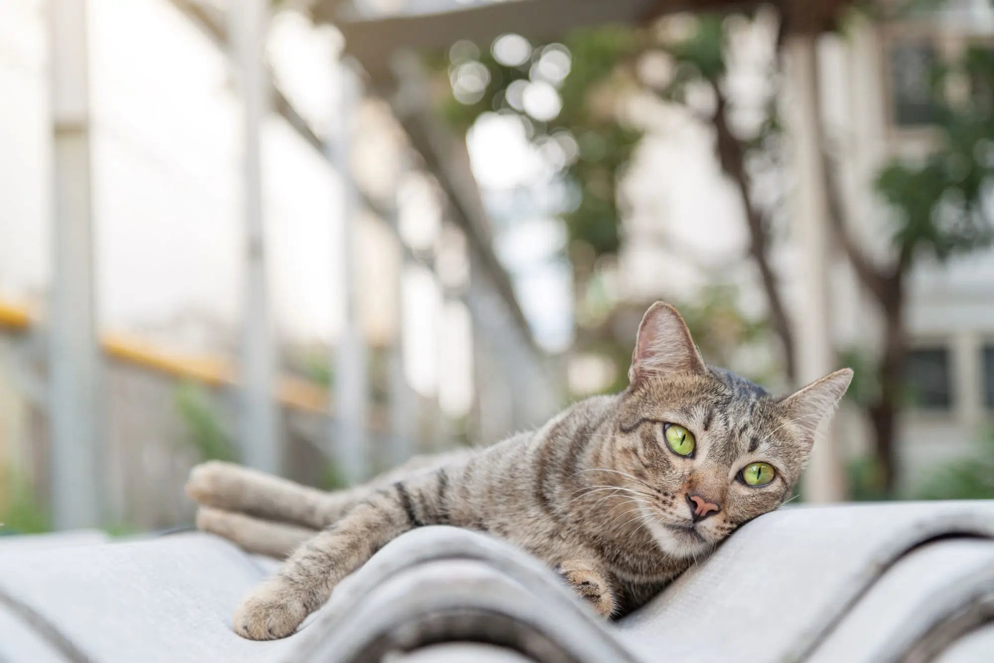 Cat lying in garden in summer