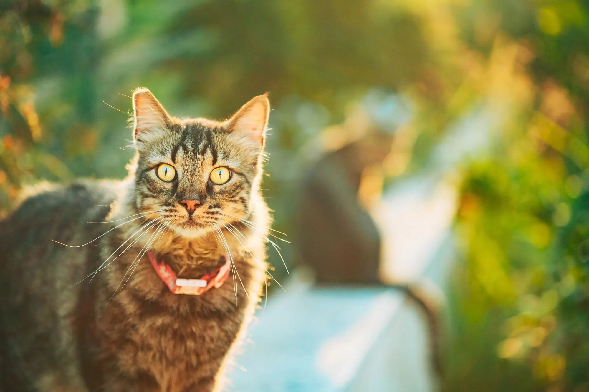 Cats and their summer eating habits how they appetite changes as the weather gets warm