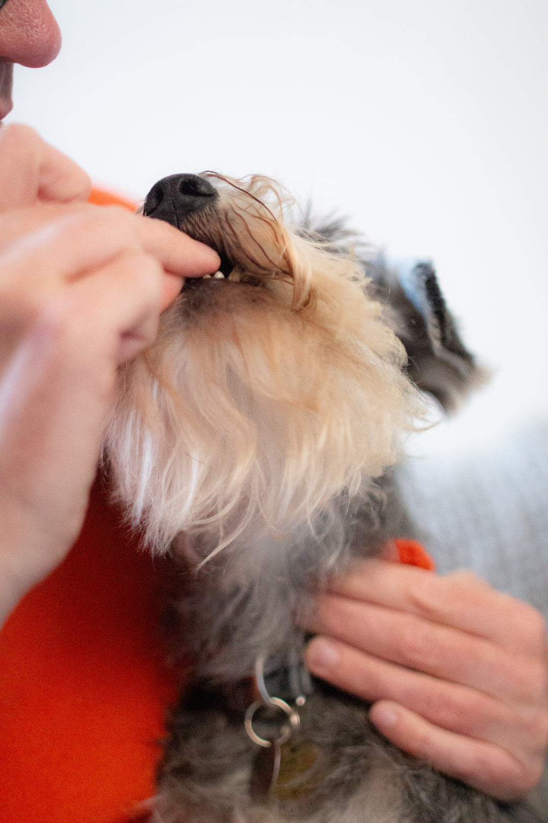dog taking treat from owner 