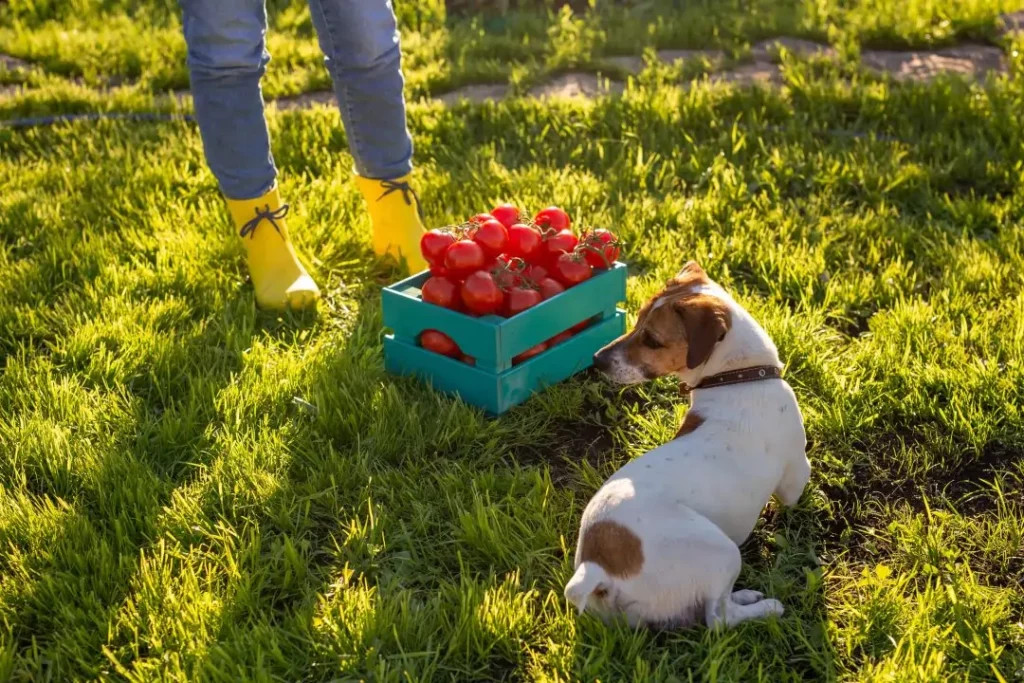 Can dogs eat tomatoes? Bella+Duke