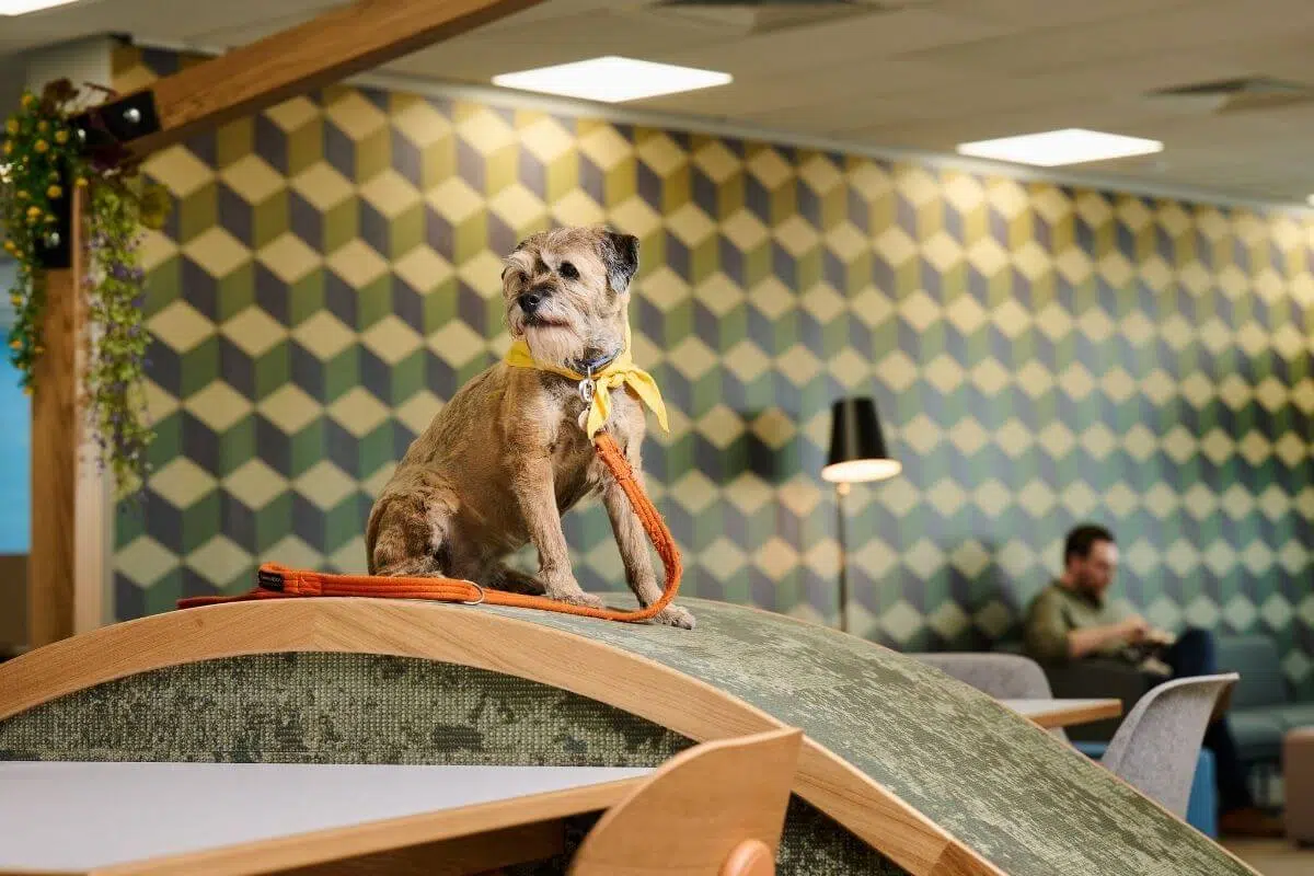 How to create pet friendly workplaces 5 expert tips Bella+Duke