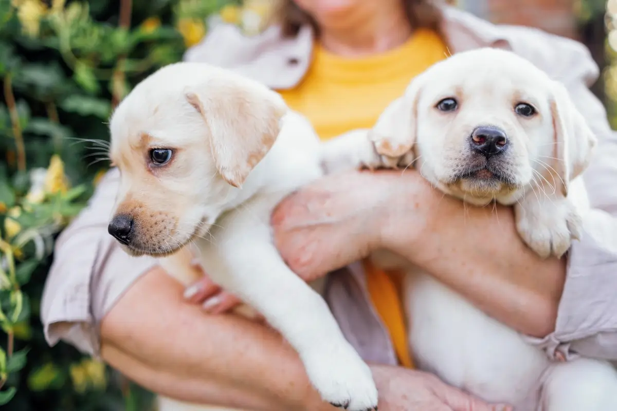 Top Dog Breeds for First-Time Owners (With Pros & Cons)