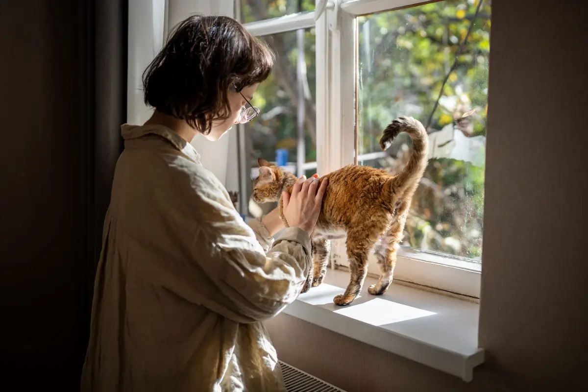 Bella+Duke Indoor Cats: Everything You Need to Know