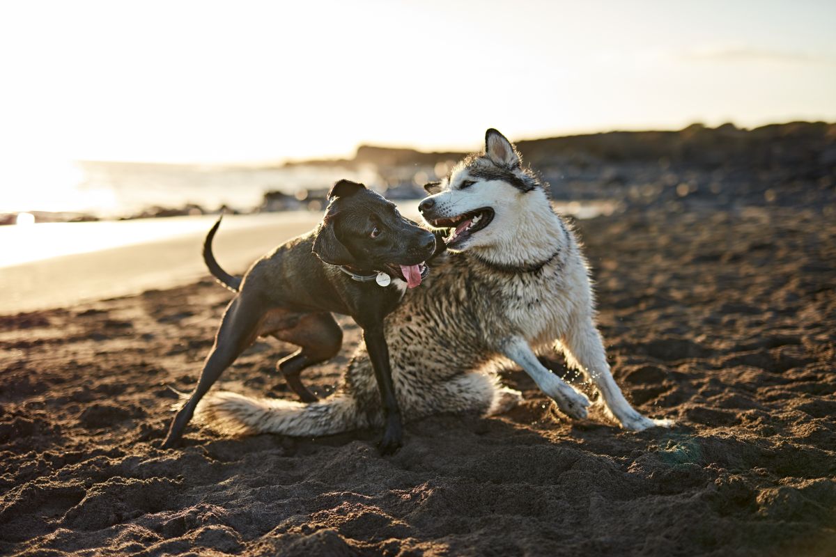 When Do Dogs Stop Growing? Psst, It Depends on Breed Size!