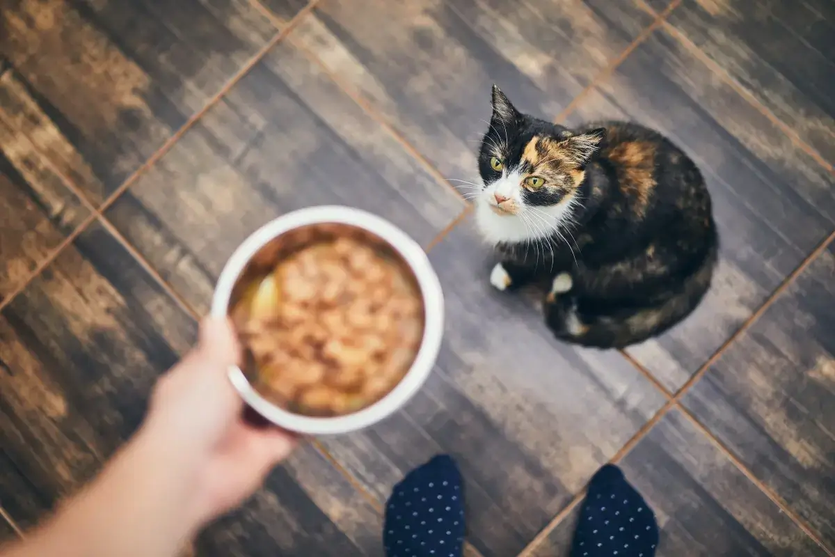 Bella+Duke Dry cat food vs raw cat food - Which is better?