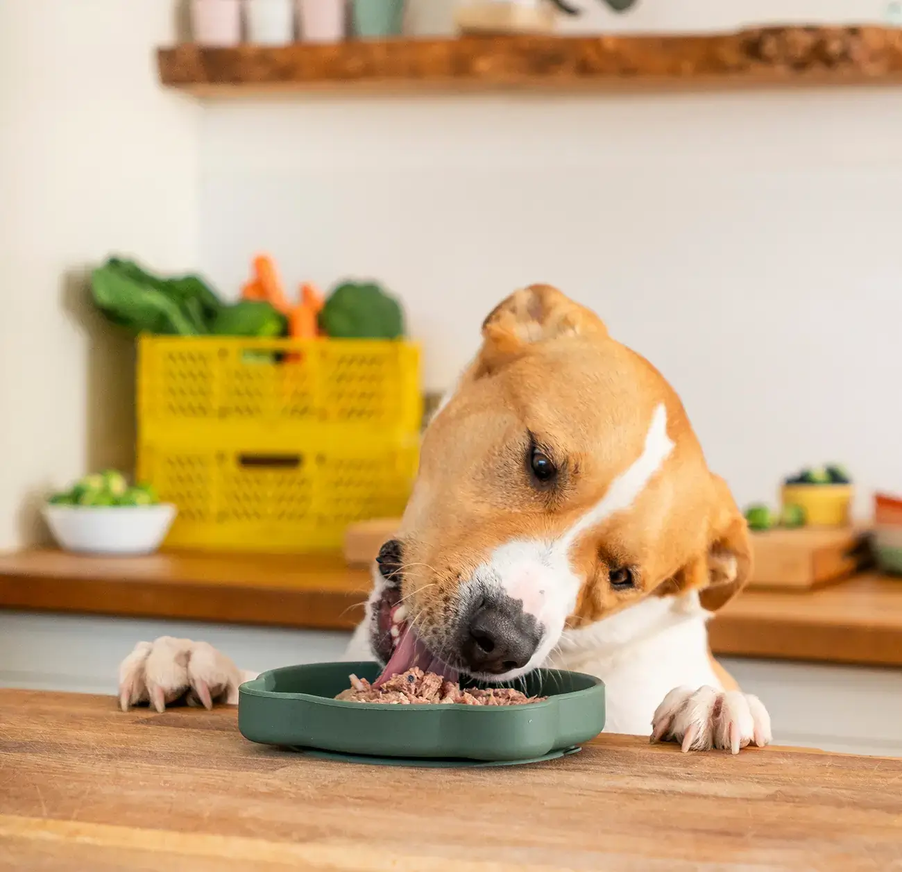 Dog eating Bella and Duke raw dog food from bowl
