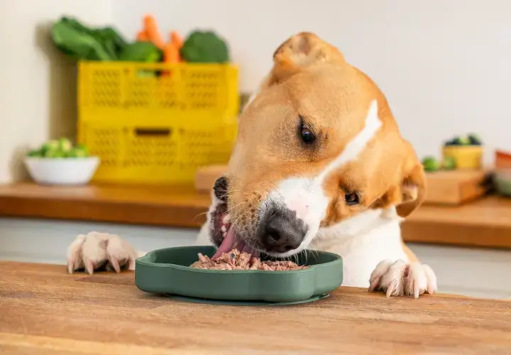 Dog eating Bella and Duke raw dog food from bowl