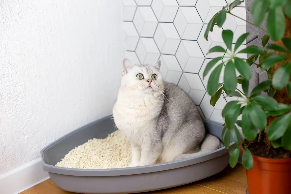 Bella+Duke Diarrhoea in cats: Causes, symptoms + treatment