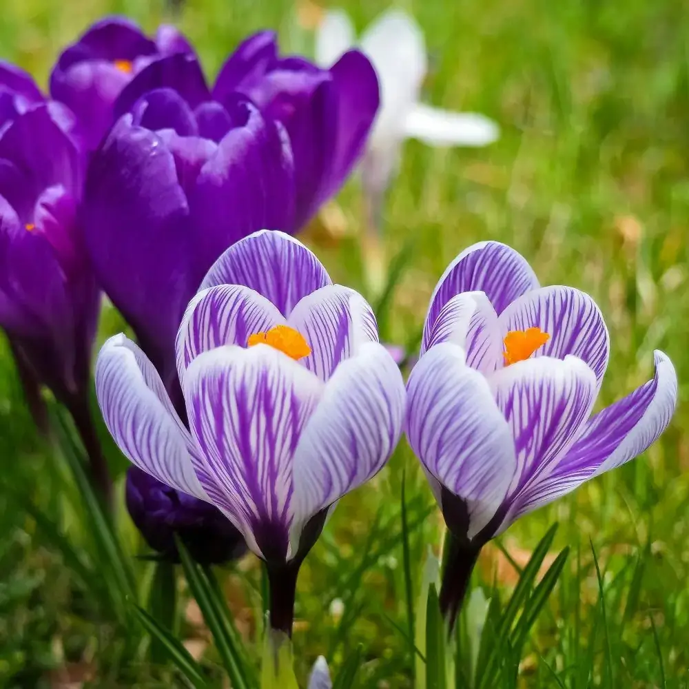 Flowers toxic or poisonous for cats Crocus