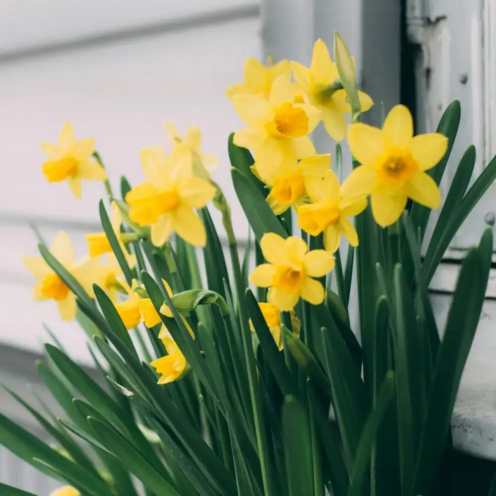 Flowers toxic or poisonous for cats Daffodils