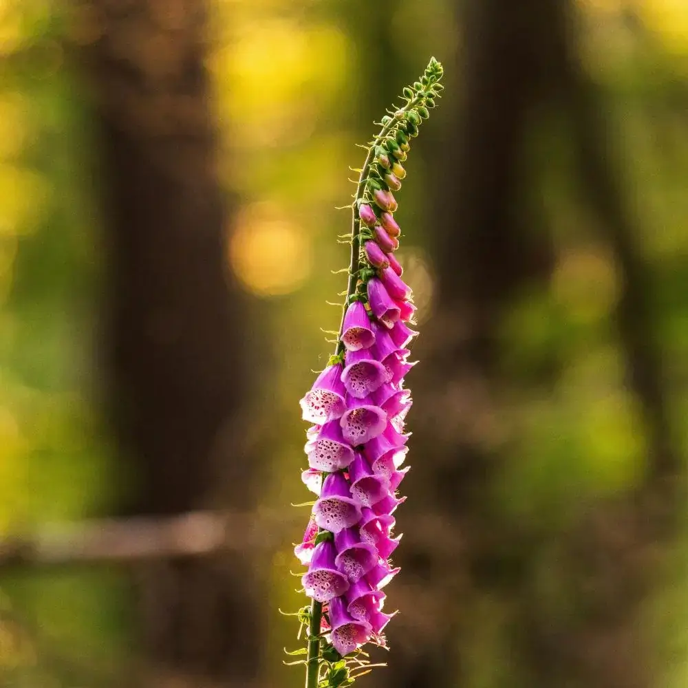 Flowers toxic or poisonous for cats