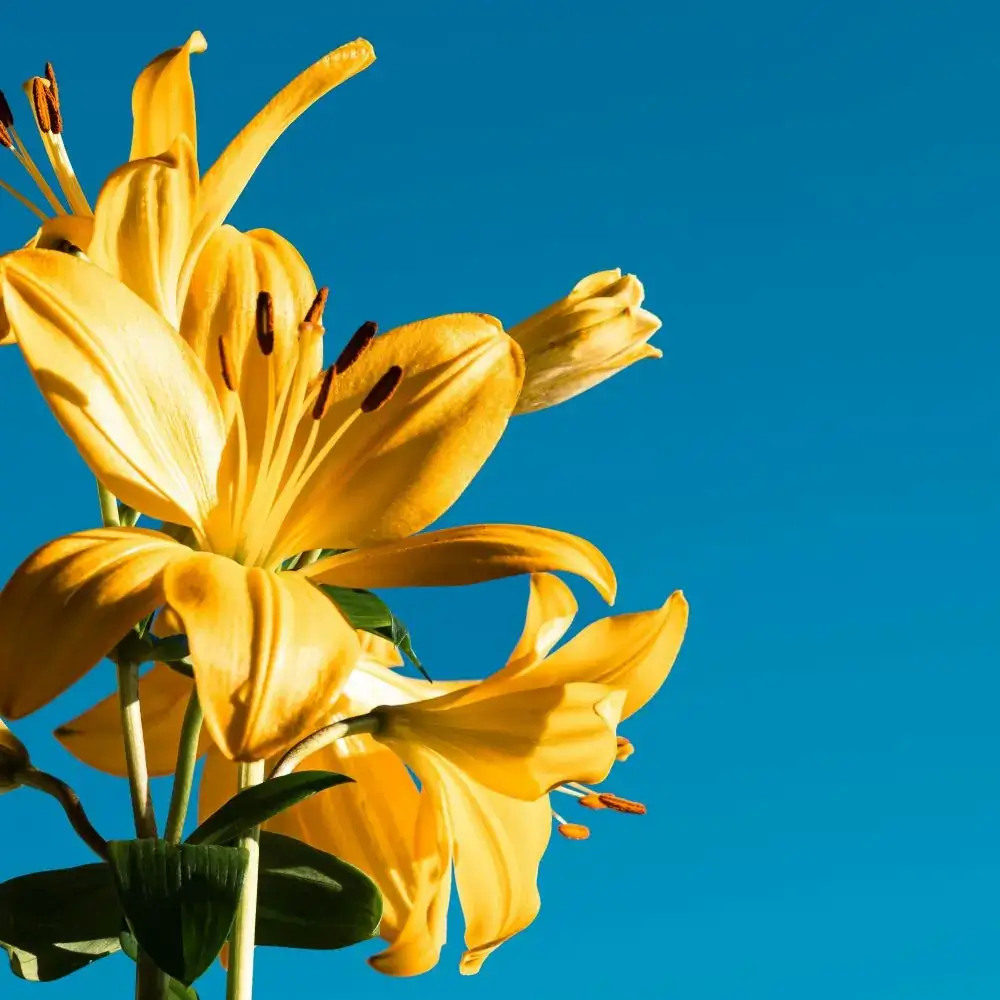 Flowers toxic or poisonous for cats Lilly
