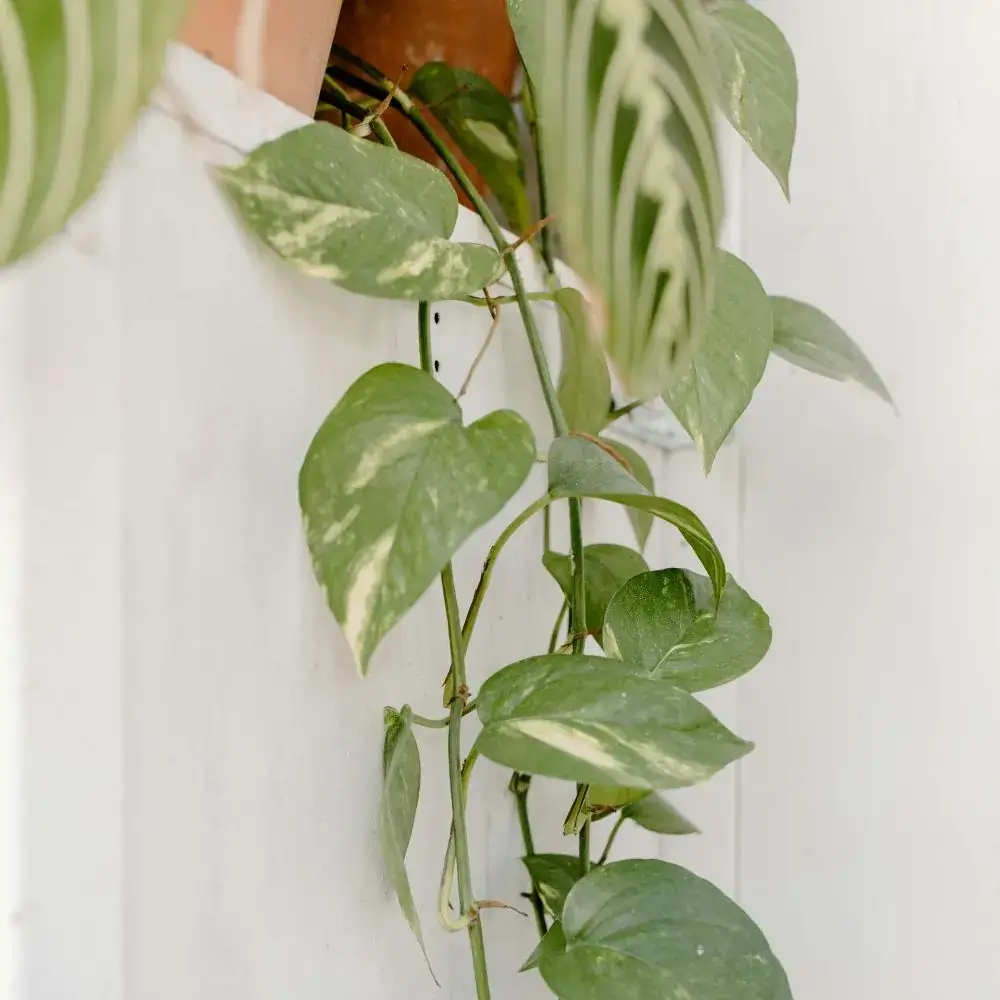 Indoor house plants and flowers toxic or poisonous for cats Devils Ivy