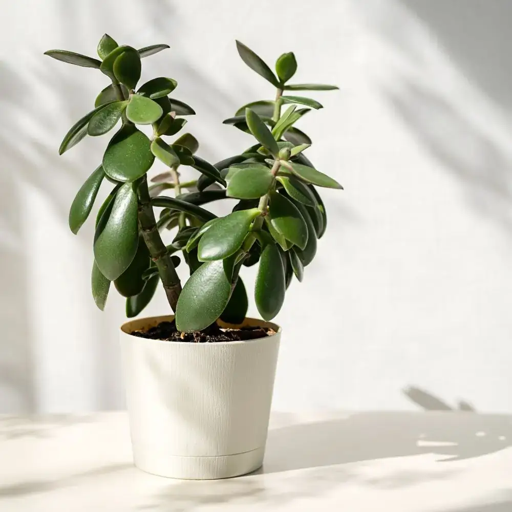 Indoor house plants and flowers toxic or poisonous for cats Jade aka money plant