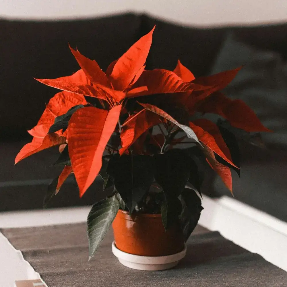 Indoor house plants and flowers toxic or poisonous for cats Poinsettia