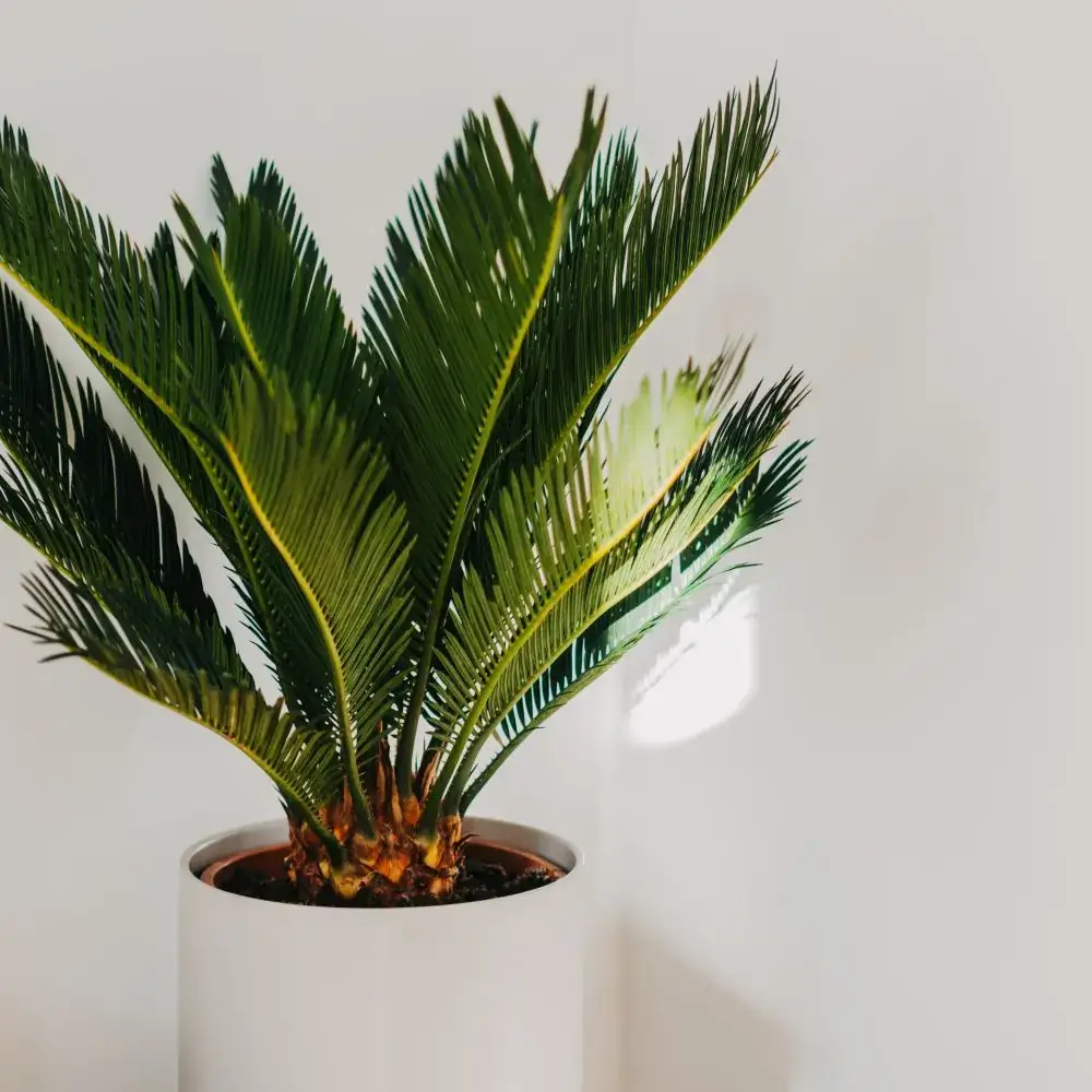 Indoor house plants and flowers toxic or poisonous for cats Sago Palm