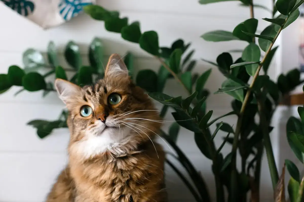 Outdoor and indoor house plants and flowers safe for cats 1