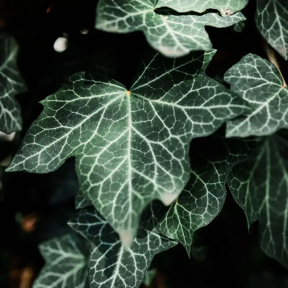 Outdoor plants and flowers toxic or poisonous for cats English Ivy