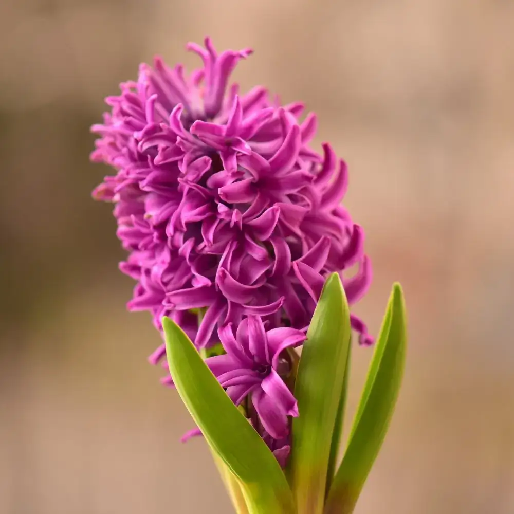 Outdoor plants and flowers toxic or poisonous for cats Hyacinth