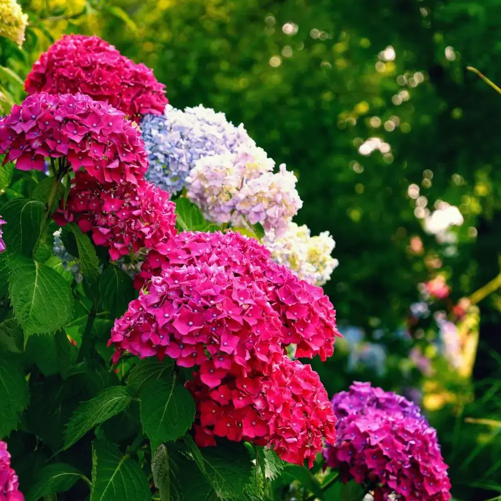 Outdoor plants and flowers toxic or poisonous for cats Hydrangea