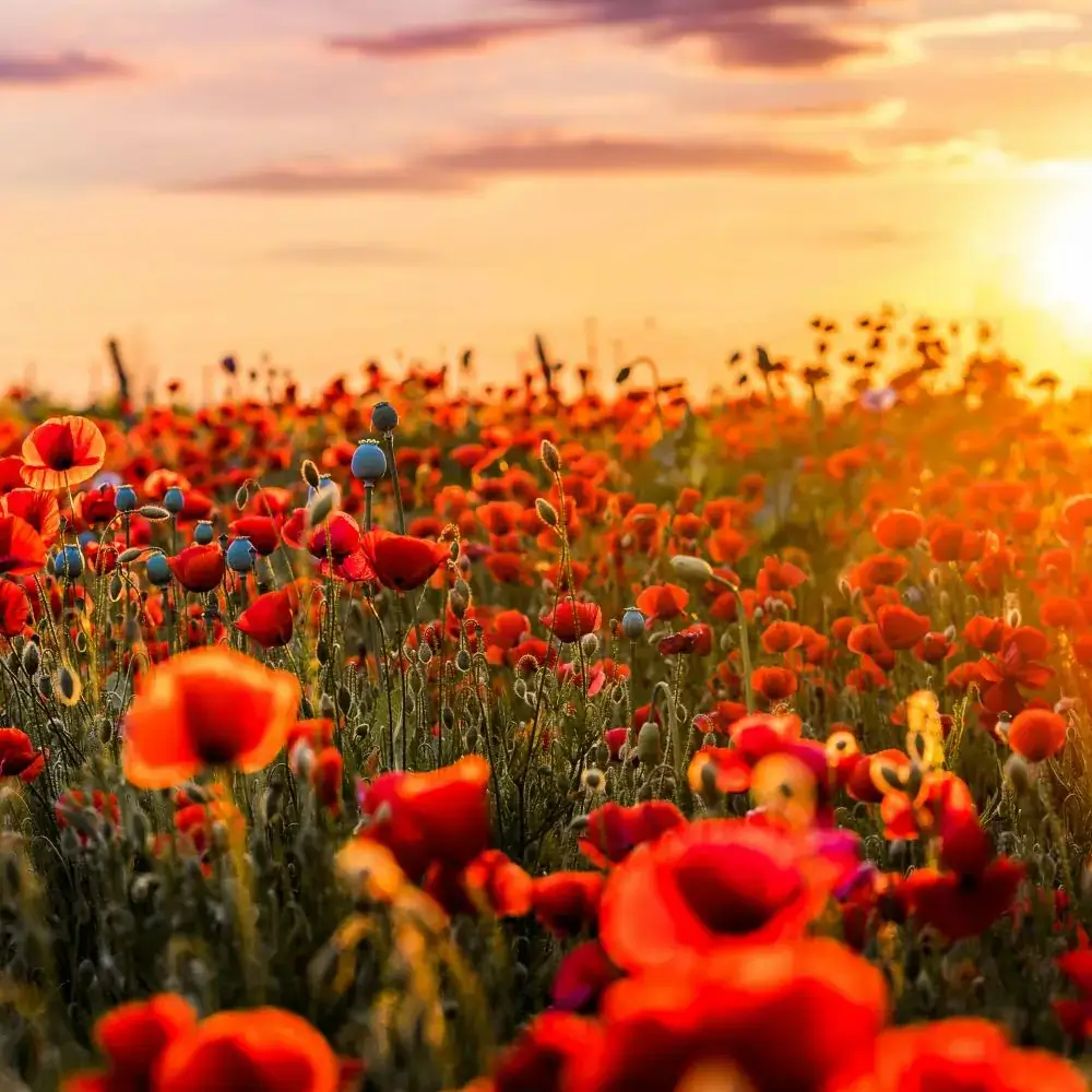 Outdoor plants and flowers toxic or poisonous for cats Poppy