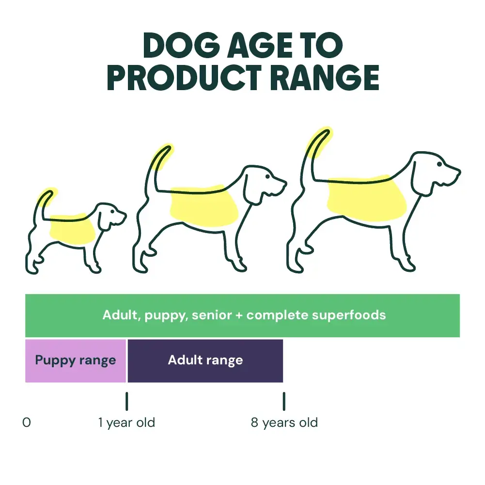 Do Different Types of Food Affect a Dog Fur Coat: Ultimate Guide